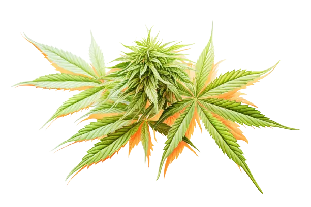 Eine Cannabispflanze mit Blüten und Blättern in leuchtenden Farben. Eine bunte Hanfblüte, die ihre Schönheit zeigt.